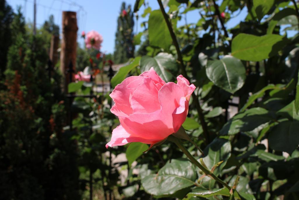 Flowers Apartments Nesebar Eksteriør bilde